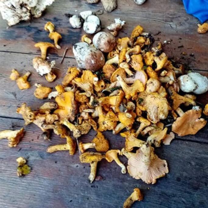 L'Appartement Les Bossons En Lisiere De Foret Dans Le Chalet Genepi Arêches Εξωτερικό φωτογραφία